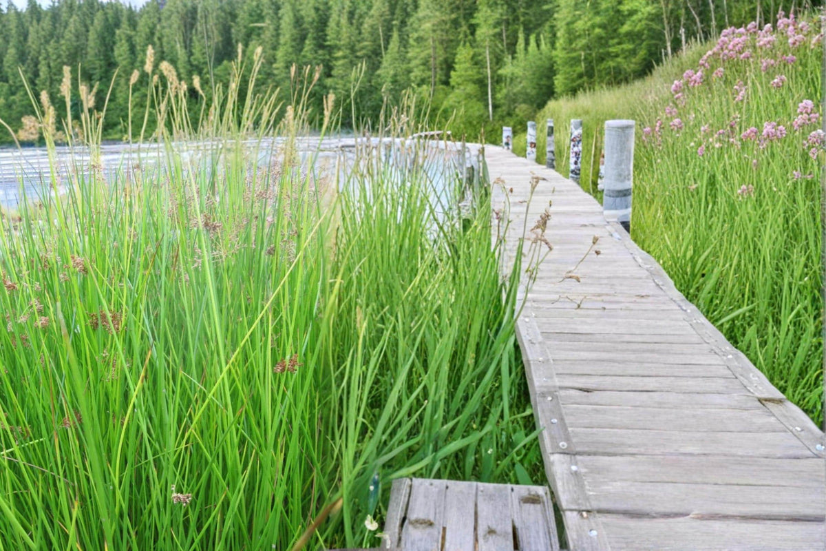 Soft Rush Seeds – Juncus effusus Perennial Wetland Plant for Water Gardens and Pond Edges