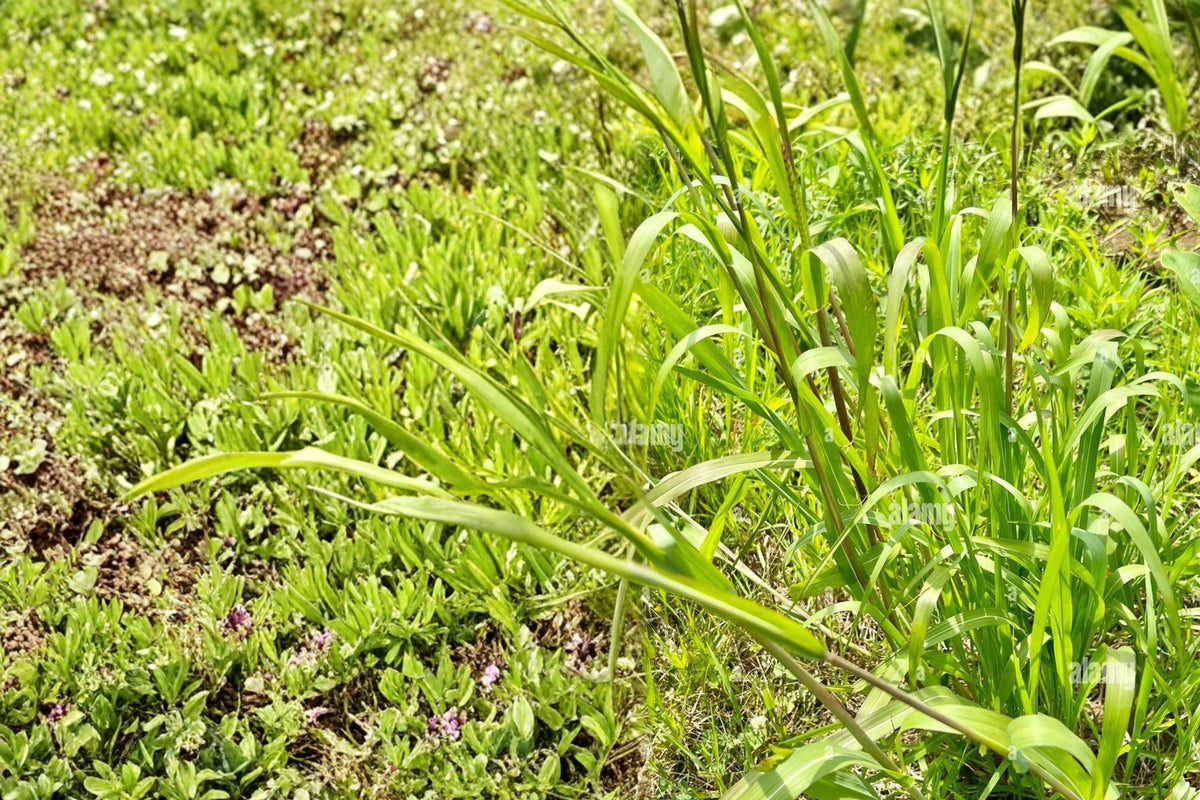 Eastern Gamagrass Seeds – Tripsacum dactyloides, Native Warm-Season Perennial Grass for Restoration & Landscaping