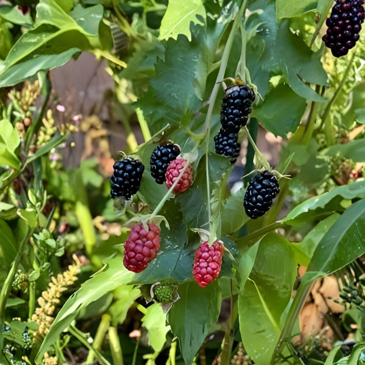 Navaho Thornless Blackberry Starter Plant – 6-10 Inches, Rooted, Sweet Dark Berries, Upright Growth, Home Garden, Live Plant