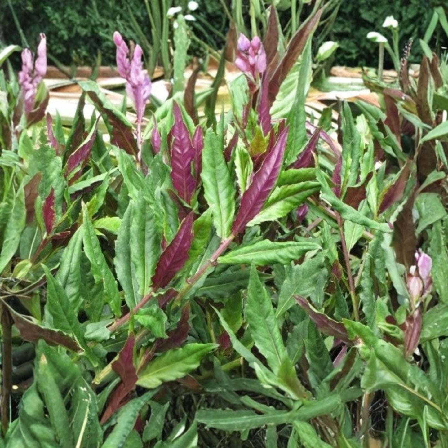Okinawa Spinach Starter Plant 4-8 Inches Gynura crepioides Edible Green Leafy Plant for Garden