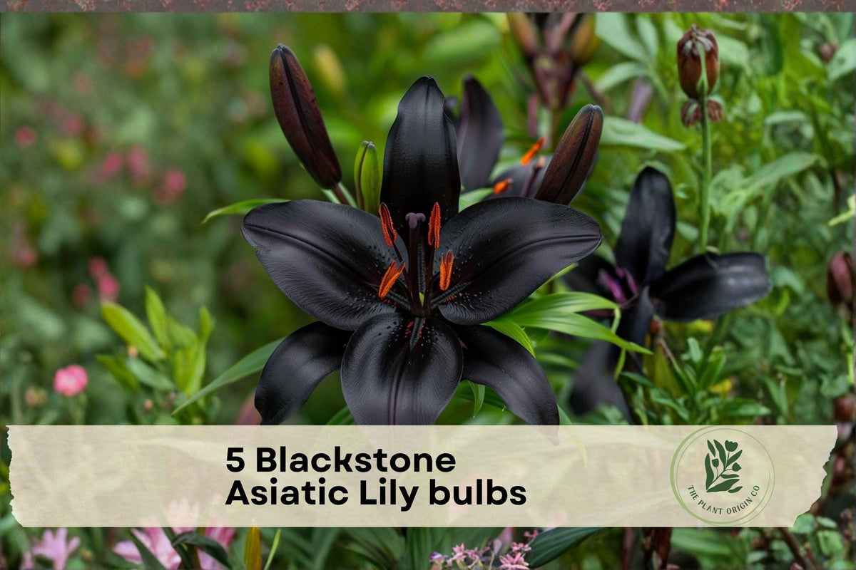 Blackstone Asiatic Lily Bulbs – 5 Pack, Deep Burgundy Flowers, Lilium asiatic, Outdoor Garden Bulbs