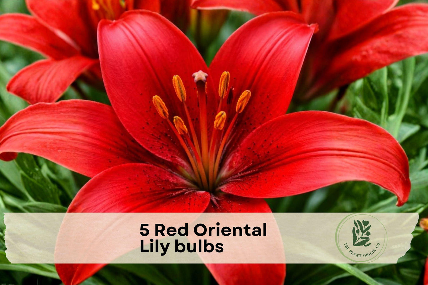 Red Oriental Lily Bulbs, 5 Pack, Crimson Flowers, Lilium orientalis, Outdoor Garden Bulbs
