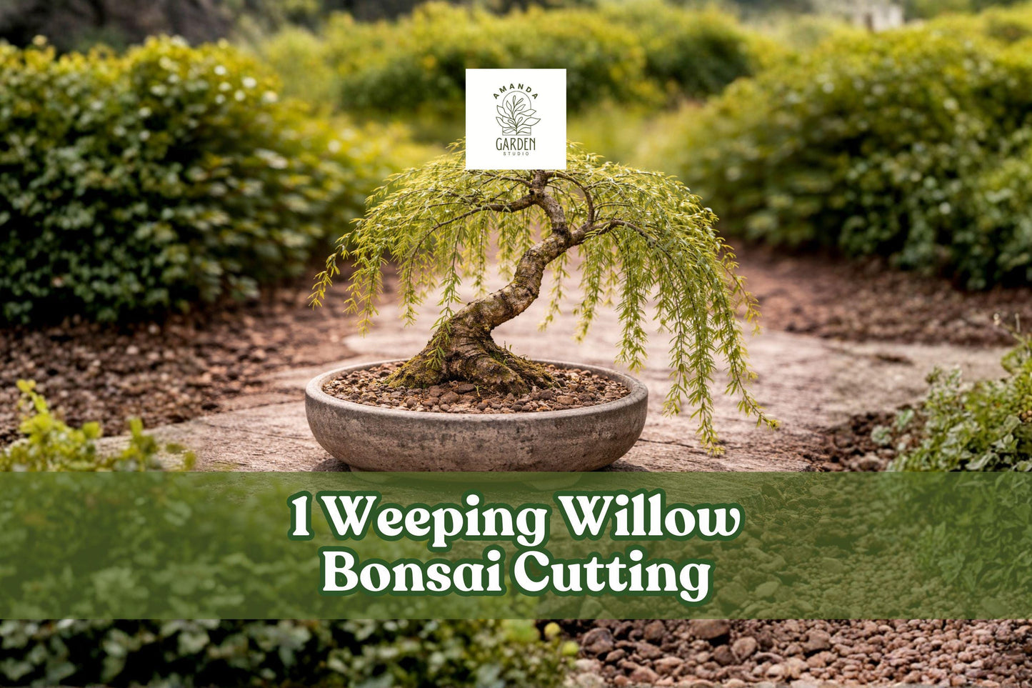Weeping Willow Bonsai Cutting | Thick Trunk Live Tree | Salix babylonica Bare Root or Fresh Plant