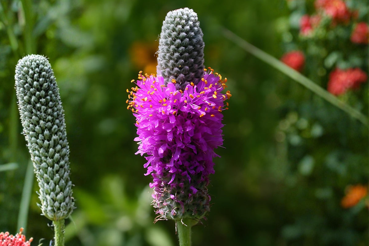 Purple Prairie Clover Seeds (Dalea purpurea) – Native Wildflower for Pollinators, Drought Tolerant, Soil Improving, Prairie Garden Plant
