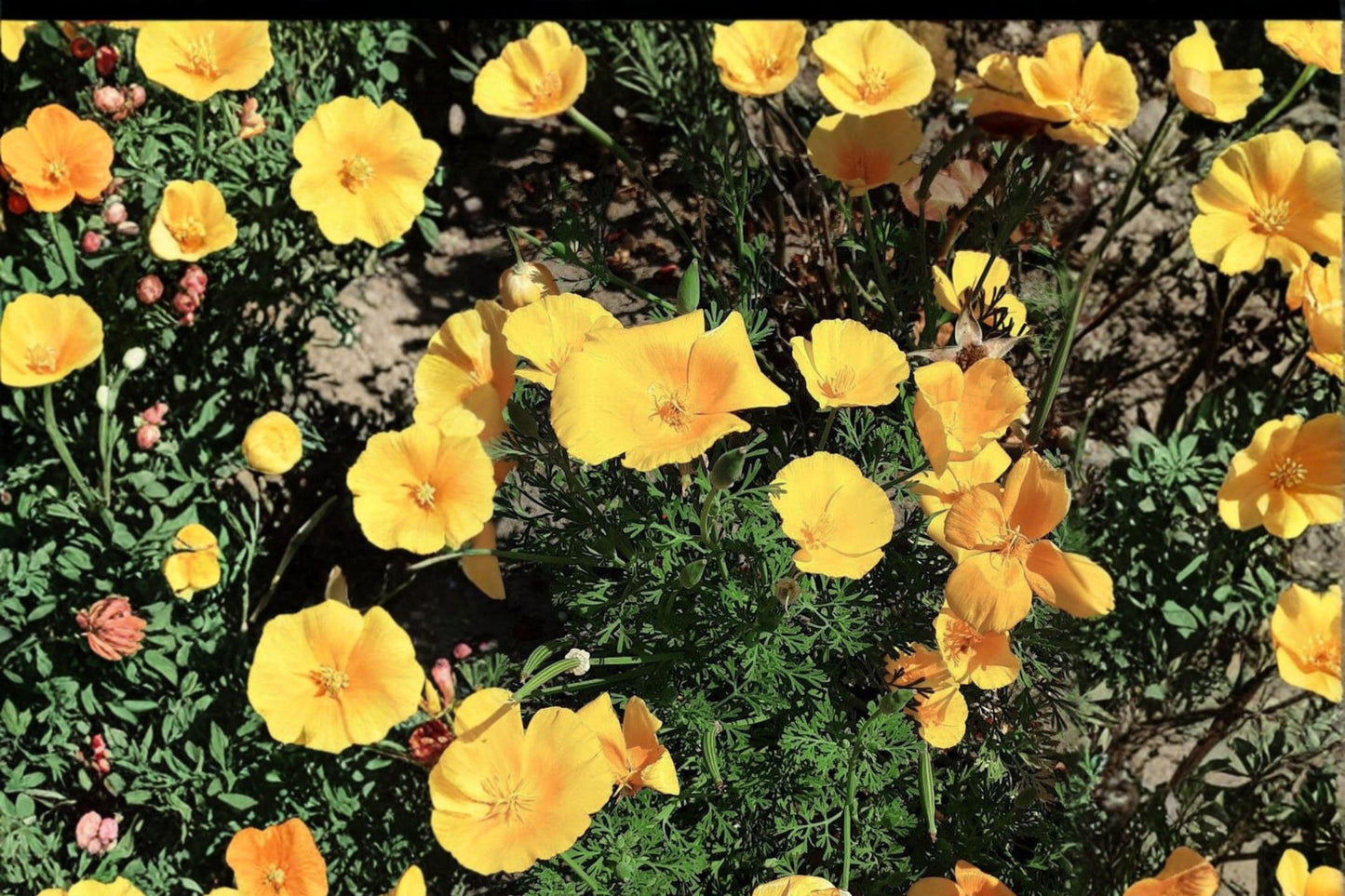 Tufted California Poppy Seeds – Eschscholzia caespitosa – Drought Tolerant Wildflower with Yellow Cup-Shaped Blooms