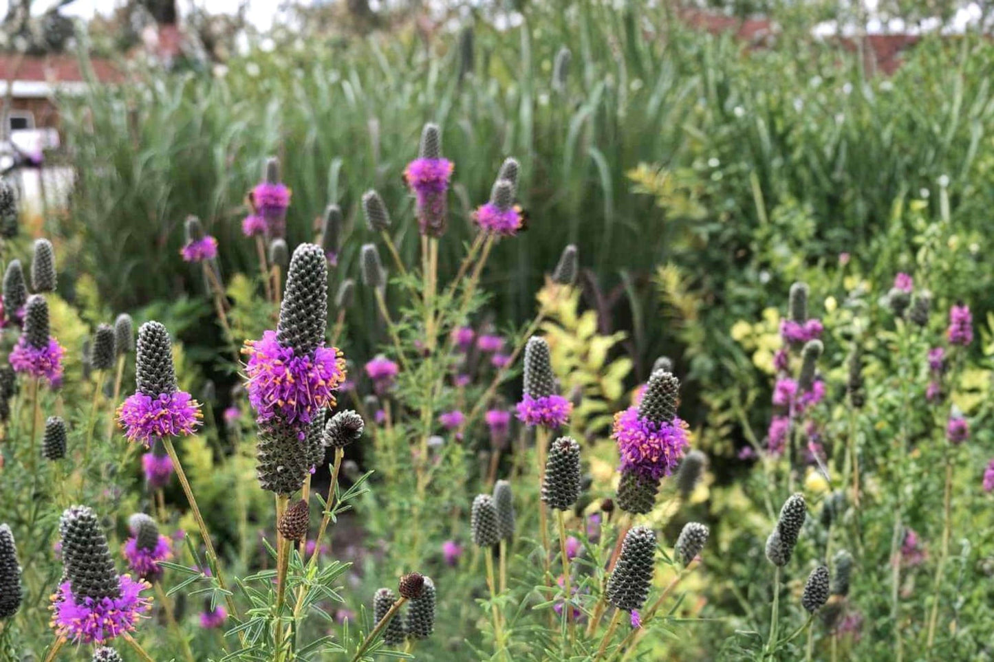 Purple Prairie Clover Seeds – Dalea purpurea Wildflower, Drought Tolerant, Perennial, Native Pollinator Plant