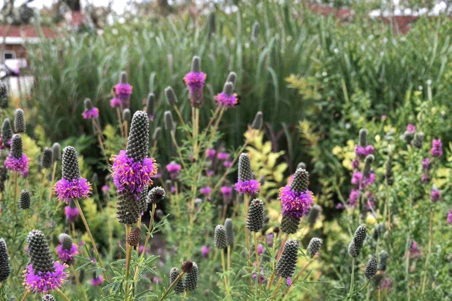Purple Prairie Clover Seeds – Dalea purpurea Wildflower, Drought Tolerant, Perennial, Native Prairie Plant Seed