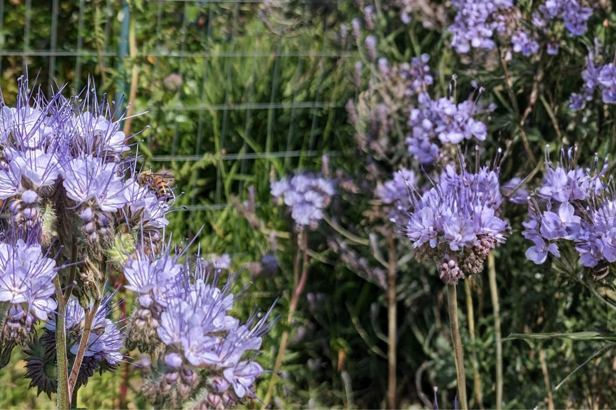 Lacy Phacelia Seeds – Phacelia tanacetifolia Wildflower for Pollinators, Meadow Planting, Lavender-Blue Flowers, Annual Seed Pack