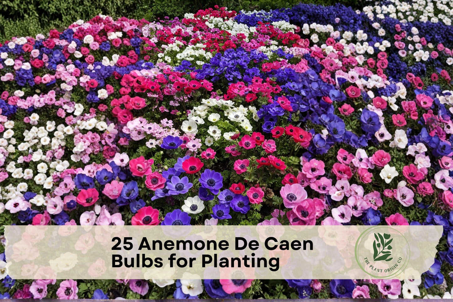 25 Anemone De Caen Flower Bulbs – Bright Poppy-Like Blooms, Mixed Colors, Anemone coronaria, Garden & Container Planting