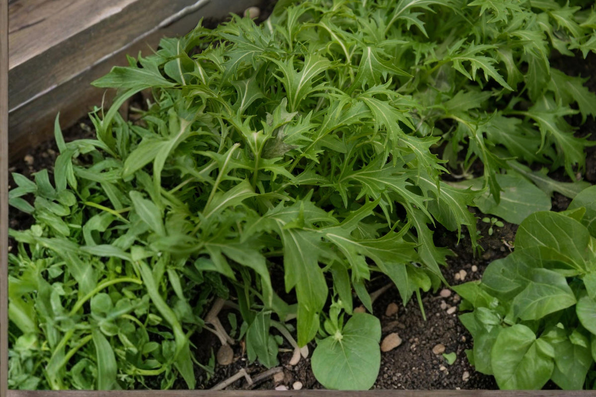 Mizuna Seeds – Brassica rapa Leafy Vegetable for Salad Greens, Fast-Growing Mustard Green, Cool Season Crop