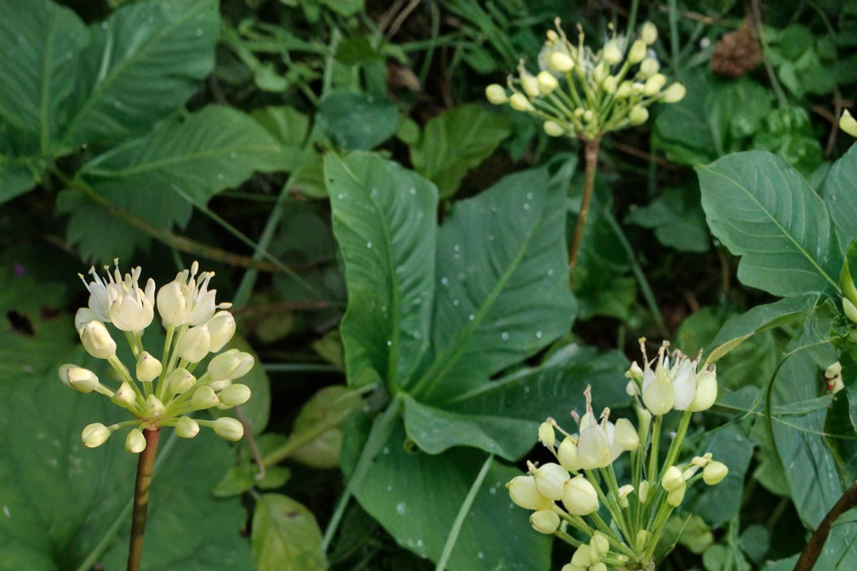 Wild Leek Seeds – Allium tricoccum, Edible Perennial Herb for Shade Gardens, Woodland Plant, Wild Onion, Spring Bloom