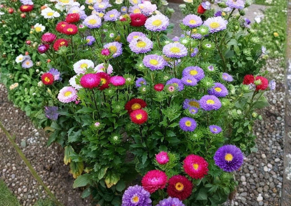 Powder Puff Aster Seeds Rainbow Mix, Chrysanthemum-Style Flower, Annual Garden Planting, Bright Colorful Blooms, Pollinator-Friendly