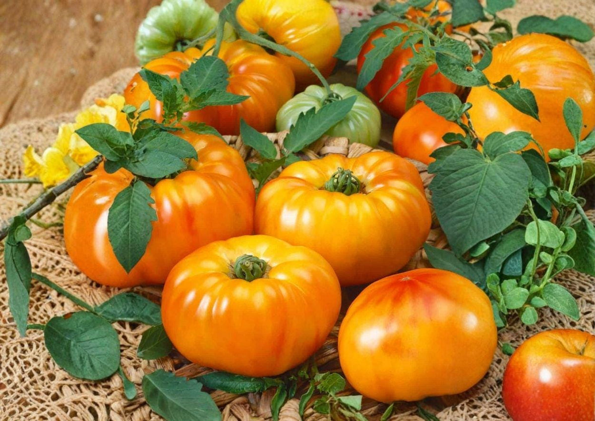 30+ Chef’s Choice Orange Tomato Seeds, Heirloom Slicer Variety, AAS Winner, Bright Orange Fruits, Garden Planting