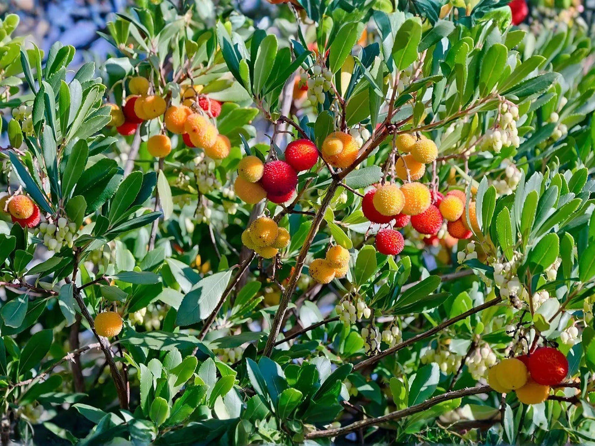Live Strawberry Tree Plants – Arbutus unedo, Evergreen Ornamental Fruit Tree, 9-15 in, Decorative Berries & White/Pink Flowers