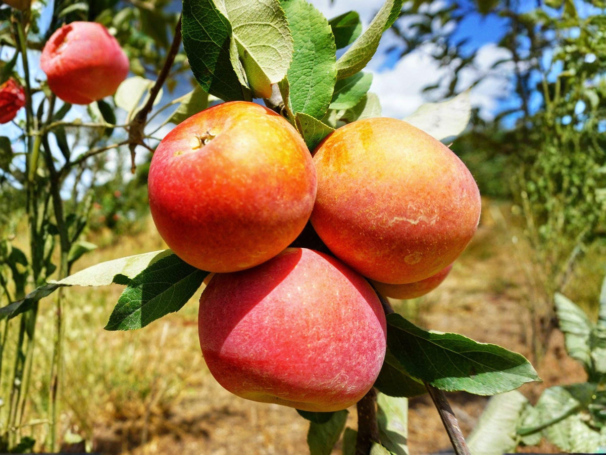 Fuji Apple Tree – 2 ft Malus domestica Fruit Tree for Backyard Orchard and Garden Landscape