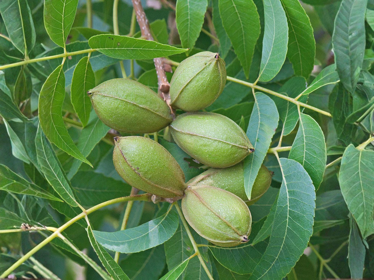 Stewart Pecan Nut Tree Live Saplings – Carya illinoinensis, Orchard & Food Forest Planting, Nut Tree, Deciduous, Full Sun