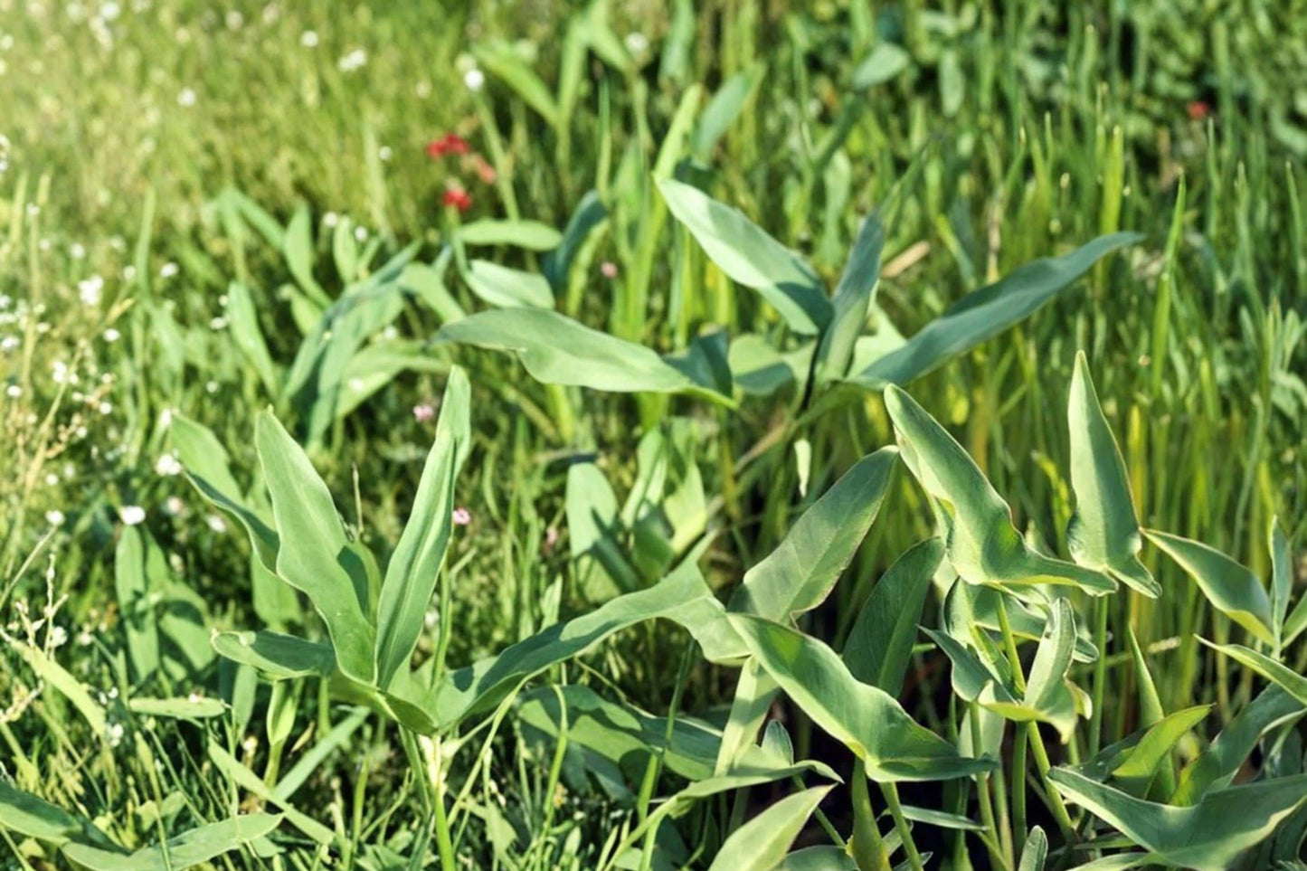 Arrow Arum Seeds – Peltandra virginica, Perennial Aquatic Plant for Ponds & Wetlands