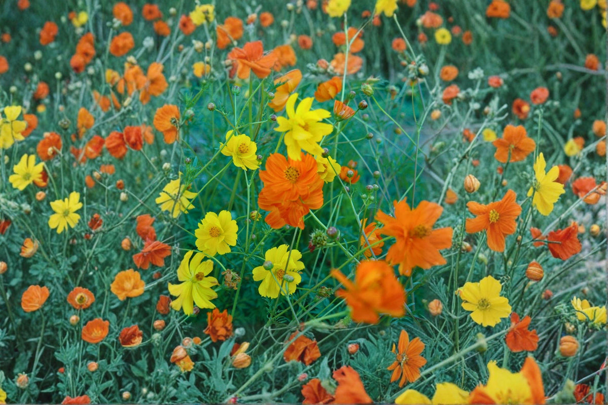 Sulphur Cosmos Bright Lights Seeds – Orange Yellow Blooms, Pollinator Garden, Annual Flower Seeds, Butterfly and Hummingbird Friendly