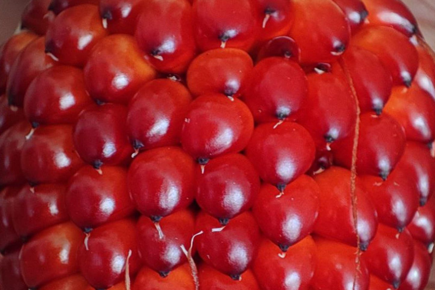Heirloom Organic Strawberry Ruby Corn Seeds | Deep Red Popcorn Kernels | Non-GMO, Decorative & Edible Popcorn Seeds