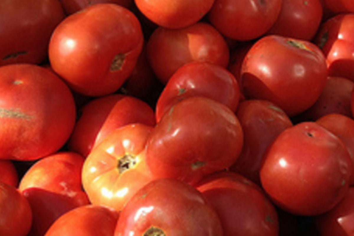Jersey Beefsteak Heirloom Tomato Seeds, Non-GMO, Large Slicing Tomatoes, Indeterminate, Deep Red, 120+ Seeds