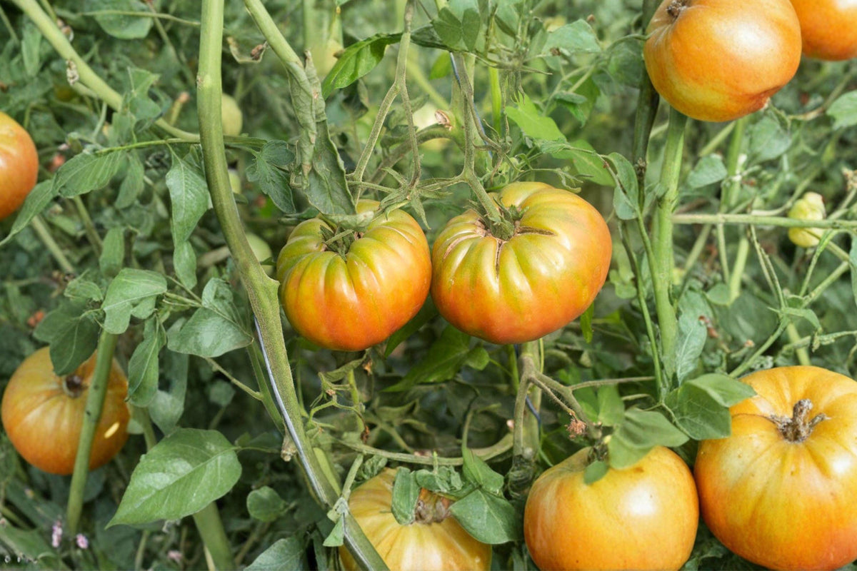 Ananas Noire Tomato Seeds - Rare Heirloom Large Bicolor Sweet Flavor Non-GMO Gourmet Gardening