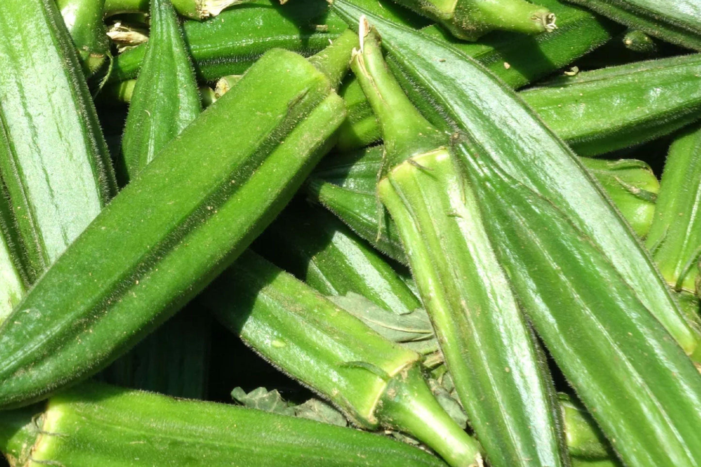 Clemson Spineless Okra Seeds - Heirloom Non-GMO Garden Vegetable, High Yield, Green Pods, 100+ Seeds