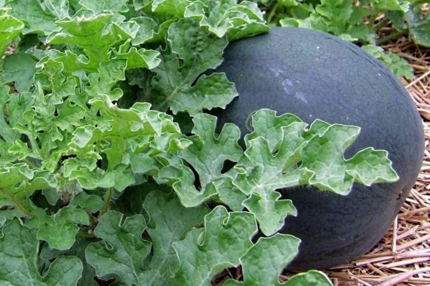 Sugar Baby Watermelon Seeds – Heirloom, Non-GMO, Early Ripening, High Yield, Compact Melons, Juicy Red Flesh, Garden Planting