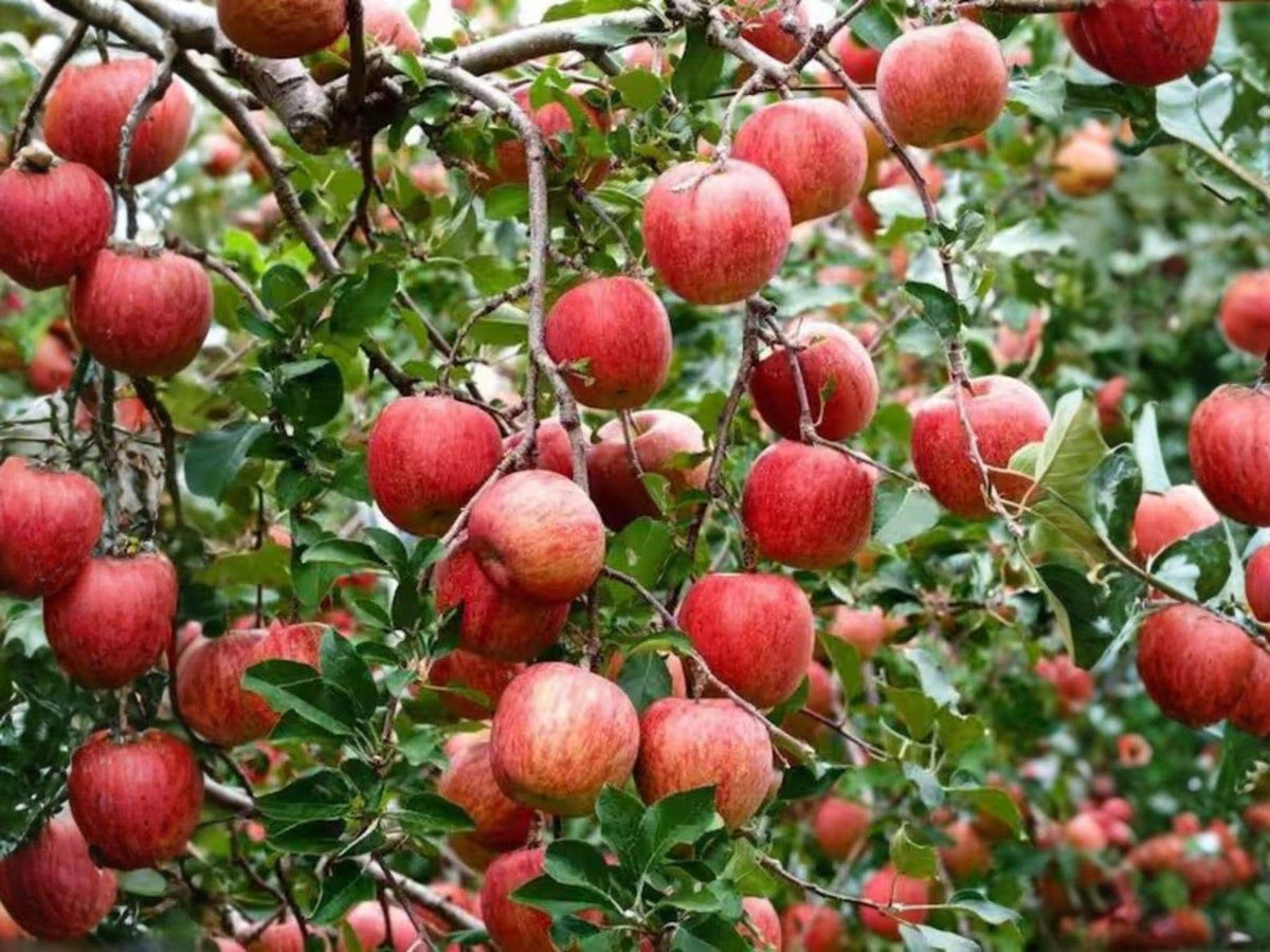 Gala Apple Tree – 2 Ft Semi-Dwarf Fruit Tree – Malus domestica – Edible Landscape, Backyard Orchard, Home Garden