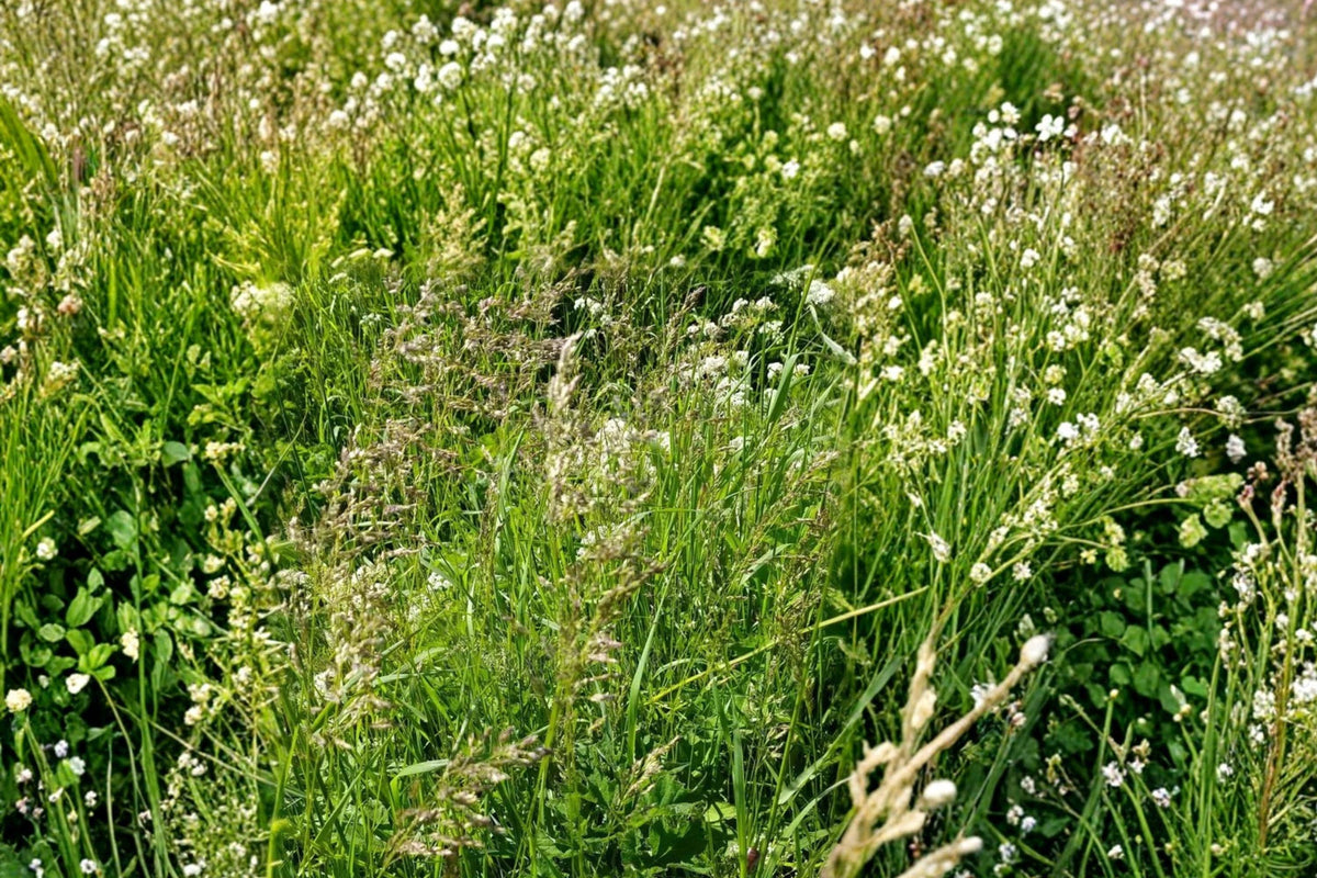Kentucky Bluegrass Seeds 100 Pack – Poa pratensis Cool-Season Turf Grass for Lawns & Landscaping