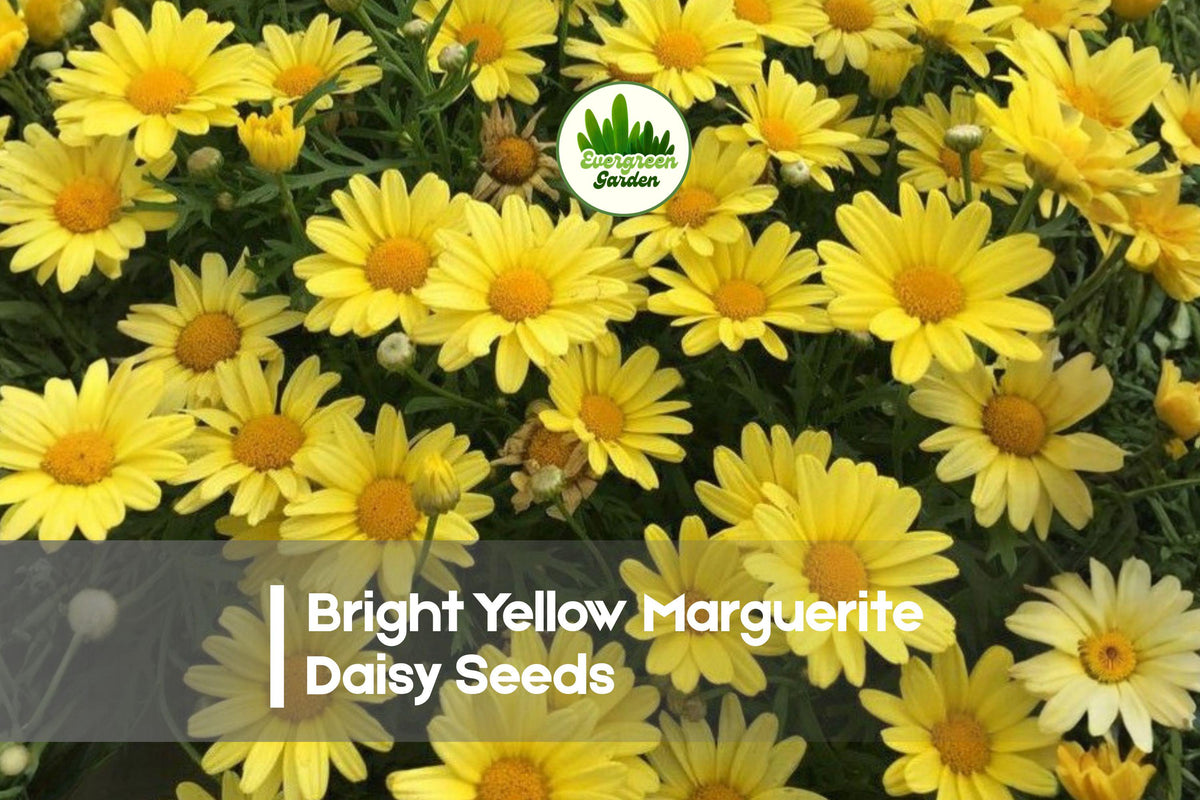 200 Bright Yellow Marguerite Daisy Seeds | Argyranthemum frutescens | Sunny Yellow Flowers for Borders & Containers