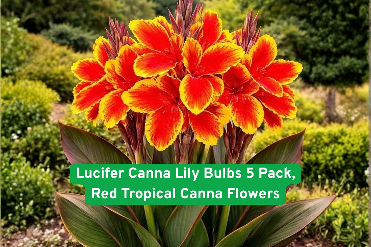 Lucifer Canna Lily Bulbs 5 Pack – Bright Red Tropical Flowers, Garden Borders, Containers, Canna indica