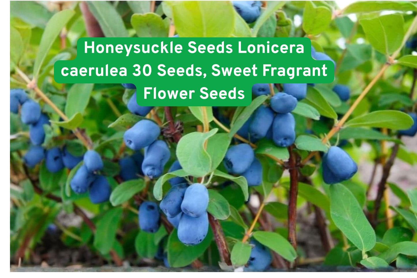 Honeysuckle Seeds Lonicera caerulea – 30 Fragrant Flower Seeds for Garden, Fences & Landscaping