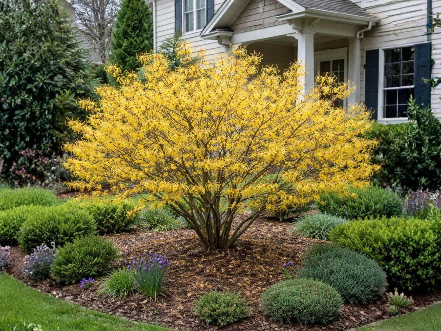 Live American Witch Hazel Shrub – Native Hamamelis virginiana with Fragrant Yellow Fall Flowers, Pollinator-Friendly Deciduous Plant, 2 Pack