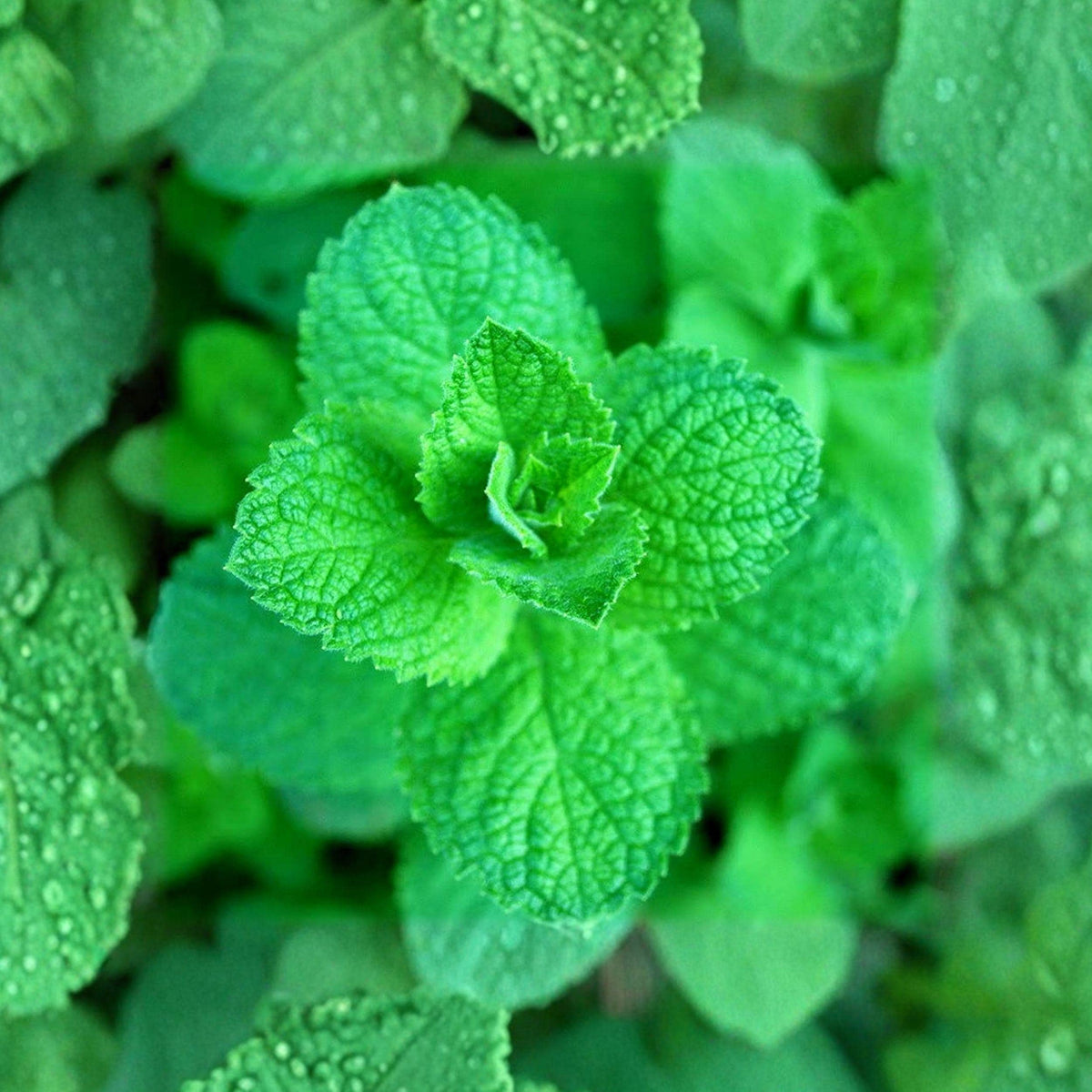 Apple Mint Seeds Mentha suaveolens Aromatic Perennial Herb, Pollinator Friendly, Culinary & Medicinal Plant, 1000 Seeds