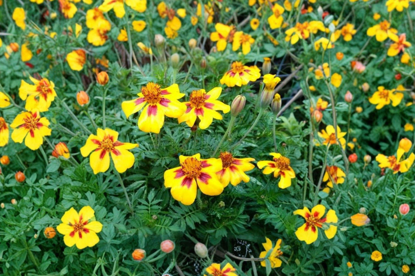 French Marigold Seeds, Dwarf Naughty Marietta, Bright Yellow Red Blooms, Heirloom Flower Seeds, Garden Borders & Containers
