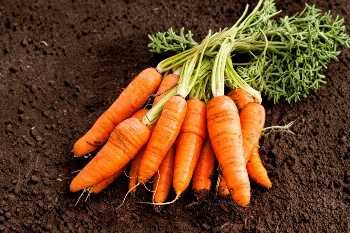 Chantenay Red Cored Carrot Seeds - Heirloom Organic Non-GMO High Yield Vegetable for Gardening
