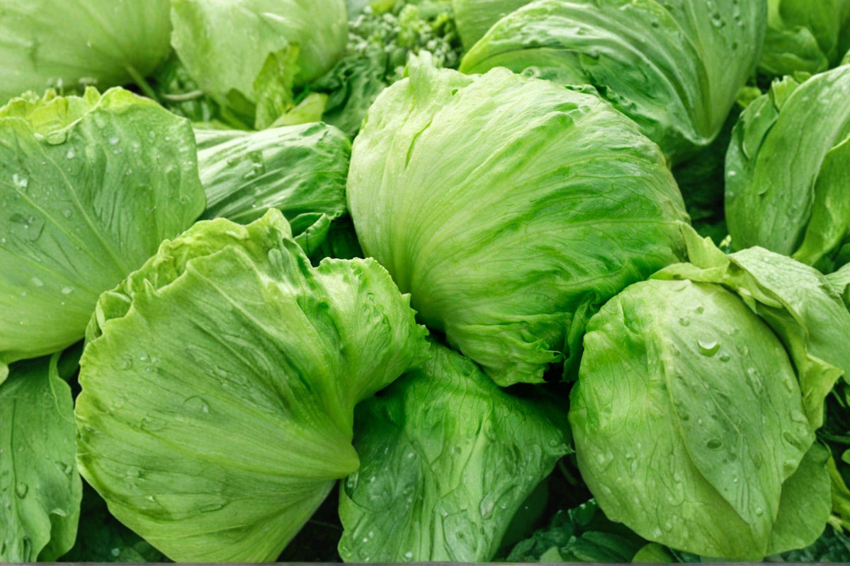 Organic Iceberg Lettuce Seeds - Crisphead, High Yield, Non-GMO, Cool Season Garden Vegetable