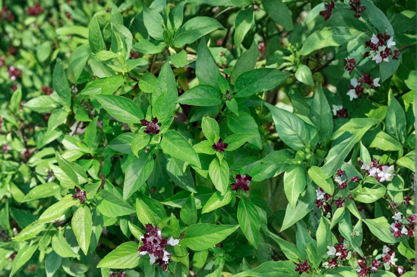 Cinnamon Basil Seeds - Heirloom Aromatic Herb for Culinary Use, Fragrant Foliage, Gourmet Cooking, 600+ Seeds