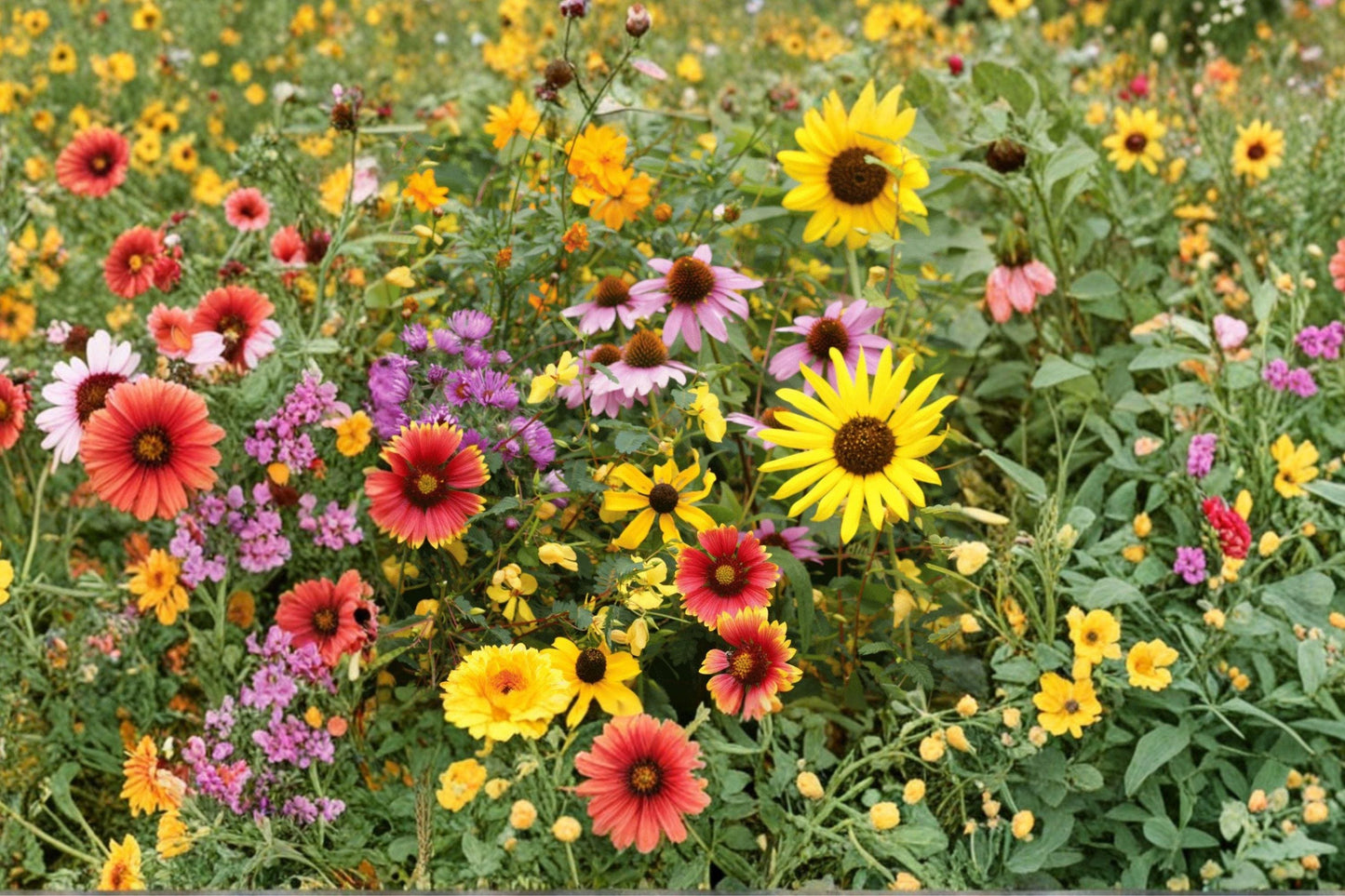 Wildflower Seed Mix 25 Species Drought Resistant Non-GMO for Colorful Blooms, Pollinator Friendly, Low-Maintenance Garden