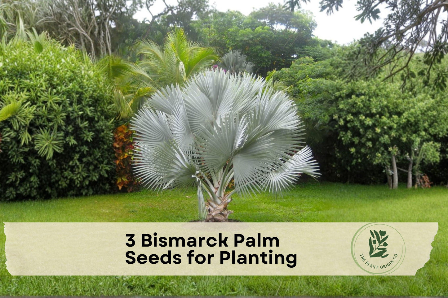 Bismarck Palm Seeds, Tropical Ornamental Tree, Silver Blue Fan Leaves, Bismarckia nobilis, Outdoor Landscaping