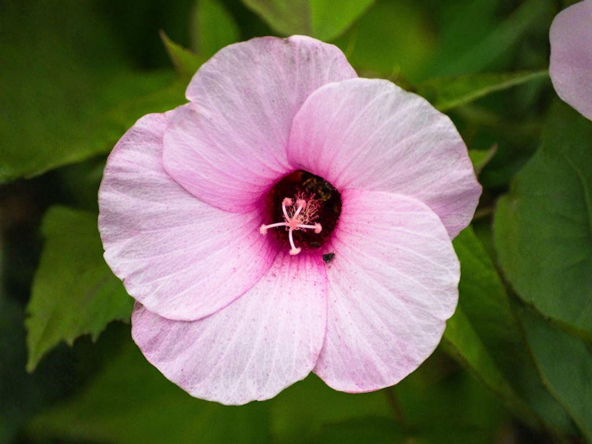 Heirloom Pink Rose Mallow Seeds | Hibiscus militaris | Hardy Garden Perennial for Pollinator Gardens
