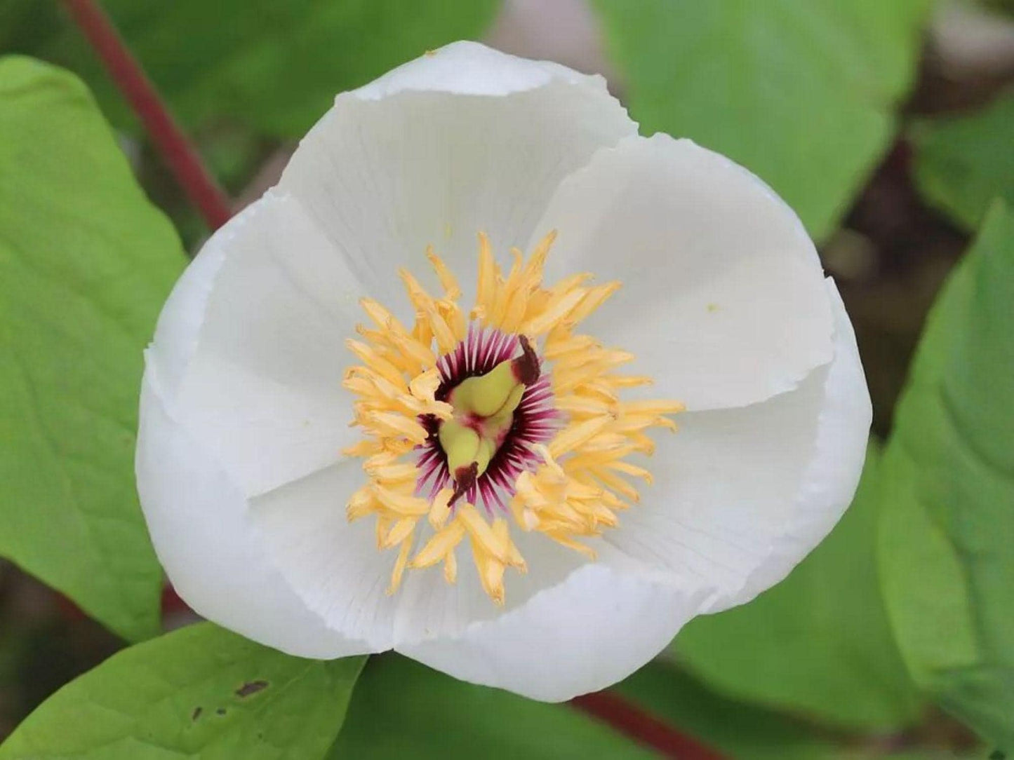 Japanese Woodland Peony Seeds - Heirloom Non-GMO Paeonia japonica for Shade Gardens, White Blooms, Perennial, Open-Pollinated