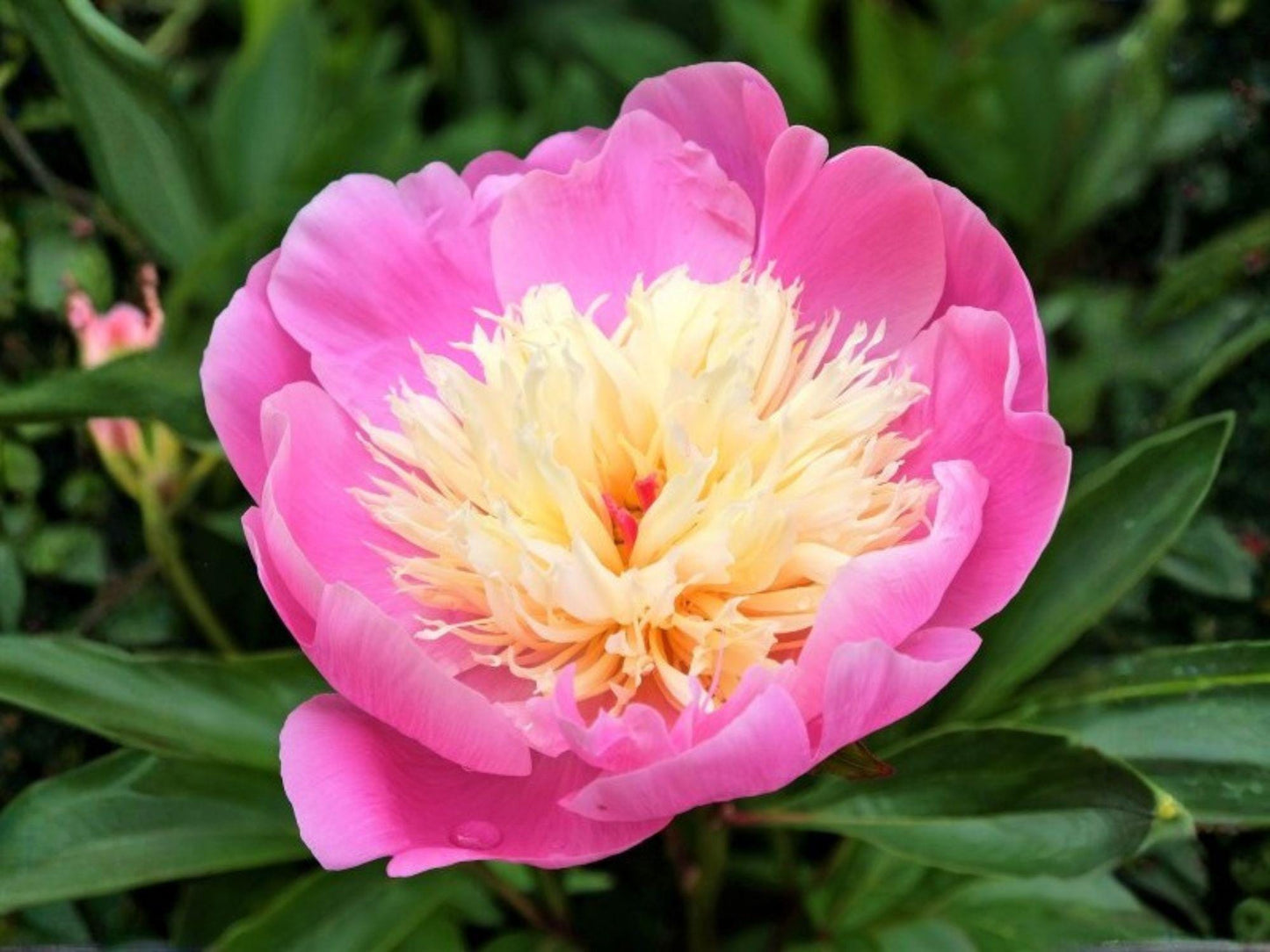 Chinese Peony Seeds - Heirloom Paeonia lactiflora Perennial Flower Garden Seeds, Full Bloom, Non-GMO, Open-Pollinated
