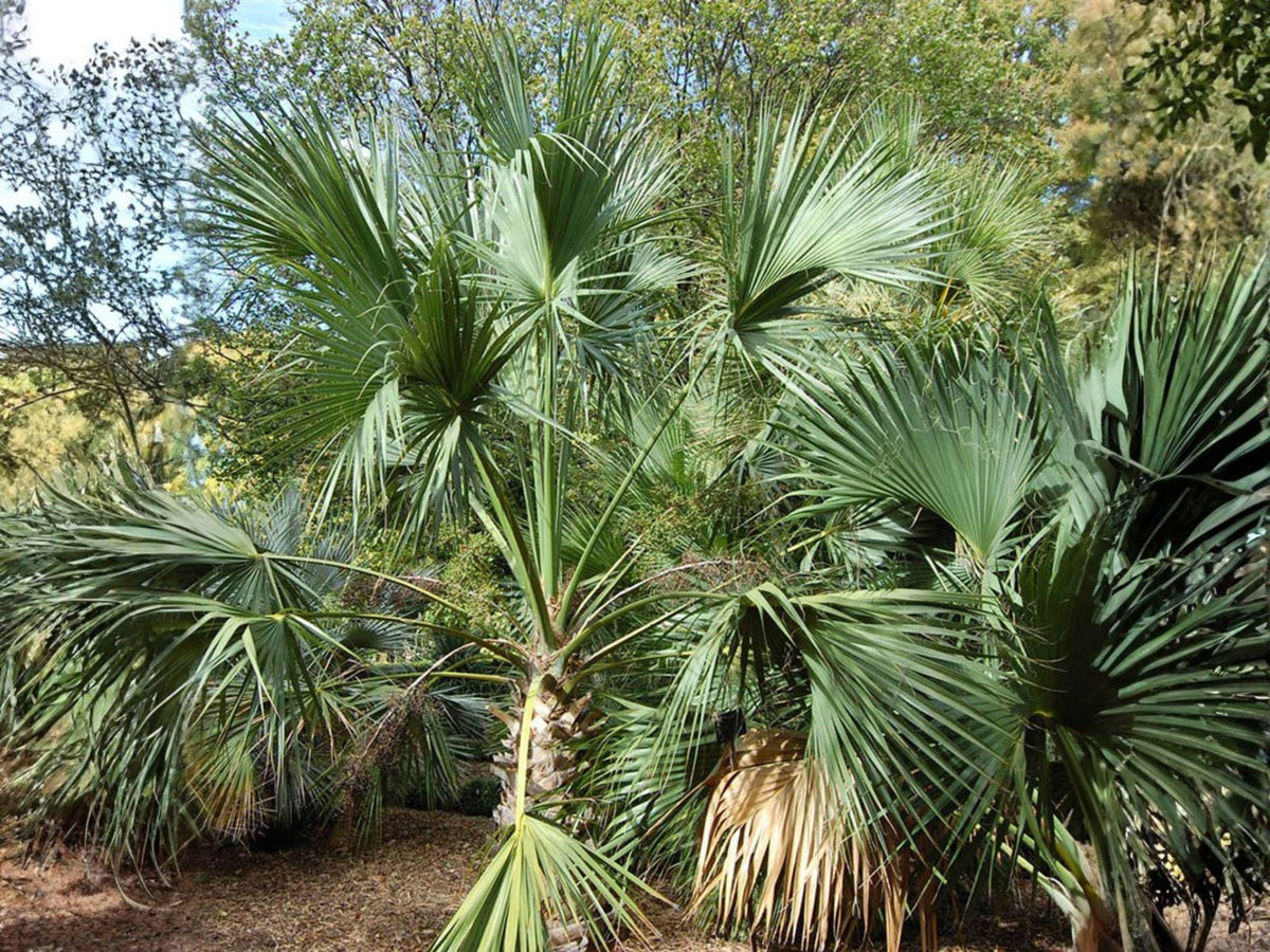 Sabal Palmetto Palm Seeds – Cabbage Palm, Palmetto, Carolina Palmetto, Tropical Outdoor Planting, 5 Seeds