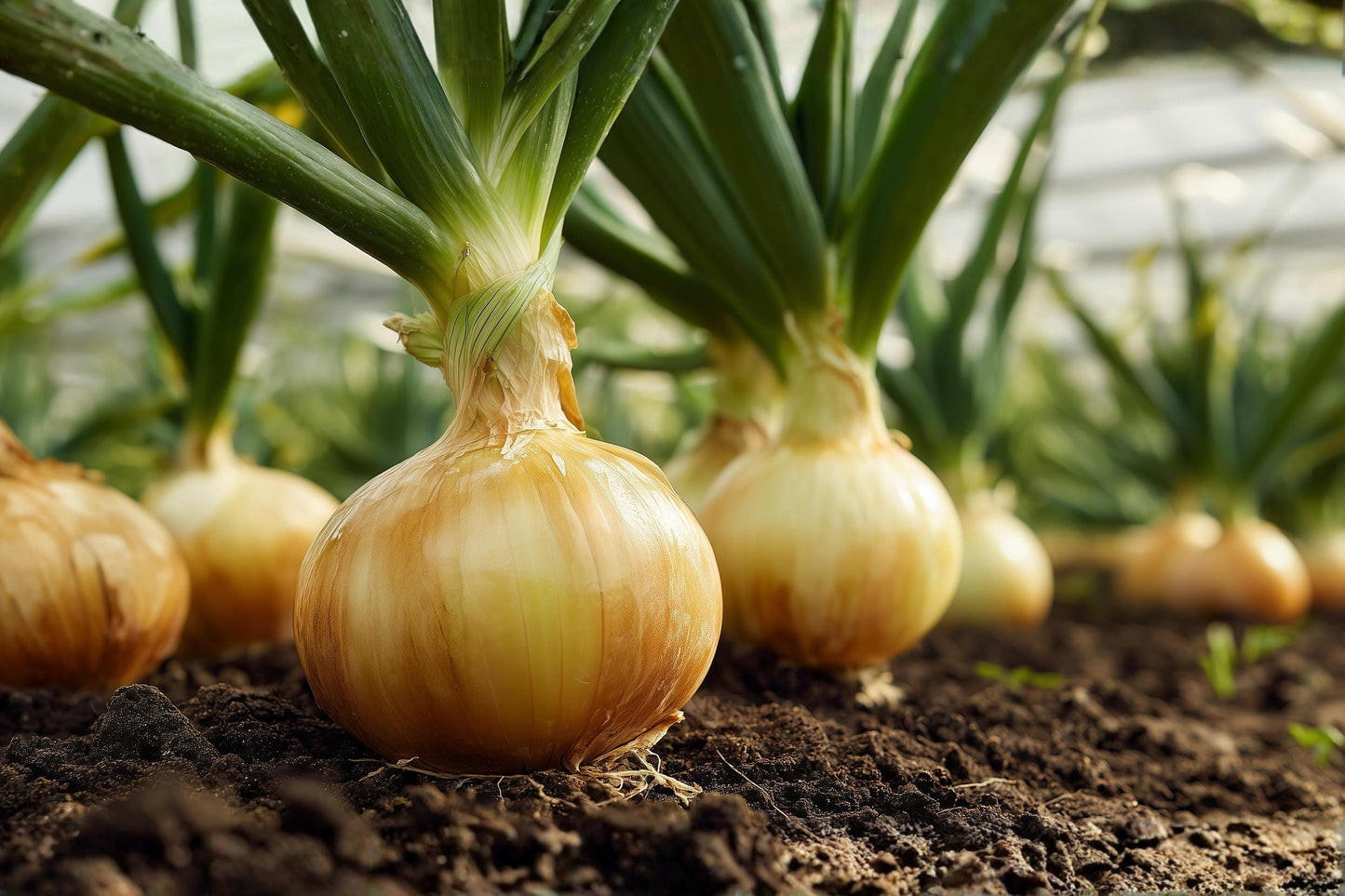 Walla Walla Onion Seeds | Sweet Heirloom Large Bulb | Mild Flavor | Allium cepa | 50 Seeds