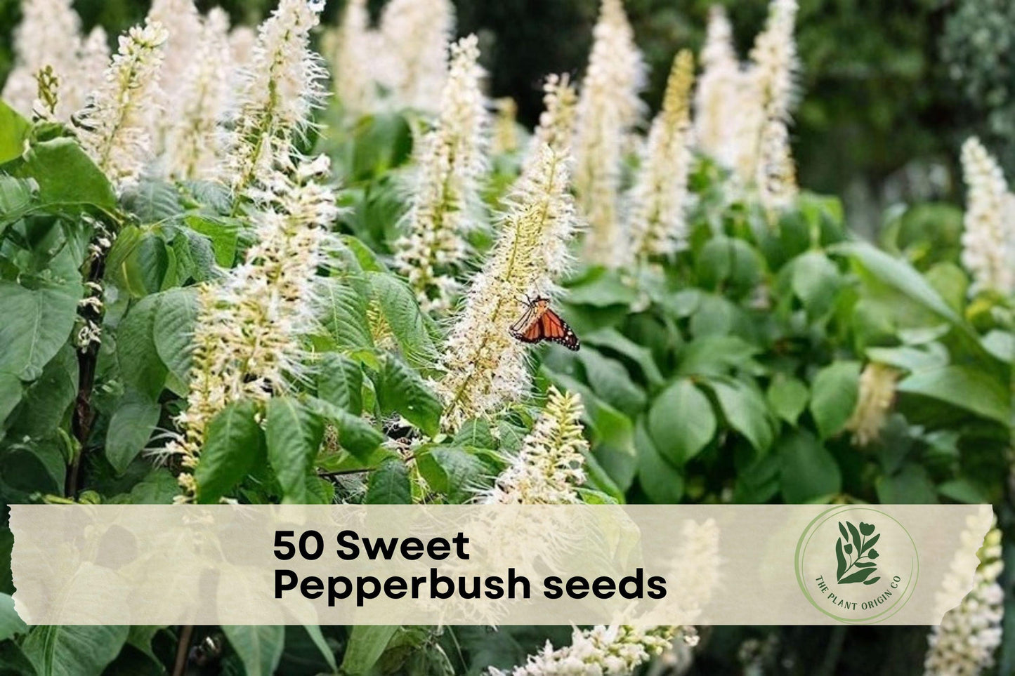 50 Sweet Pepperbush Seeds - Fragrant White Flowers, Shade-Tolerant Shrub, Clethra alnifolia for Garden, Landscape & Pollinator Attracting
