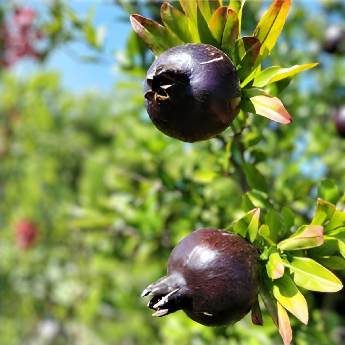 Black Flesh Pomegranate Cuttings – Rare Dark Fruit Variety, Punica granatum, 3 Live Unrooted Propagation Cuttings