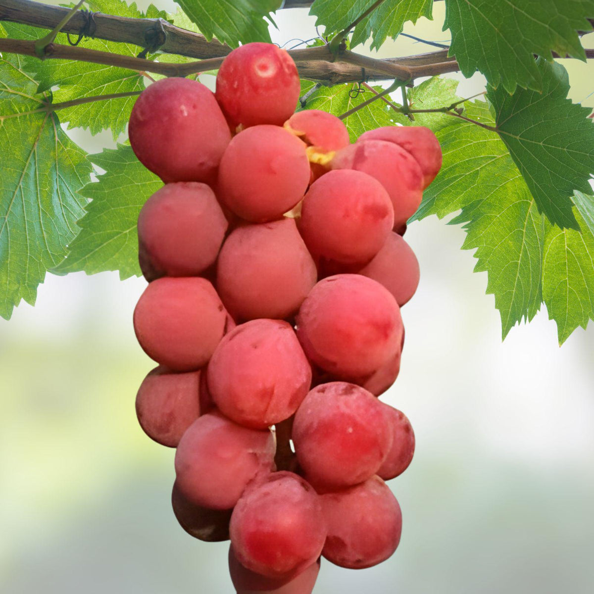 Ruby Roman Grape Cuttings – Unrooted Vitis vinifera ‘Ruby Roman’ Japanese Red Grape Vine for Propagation