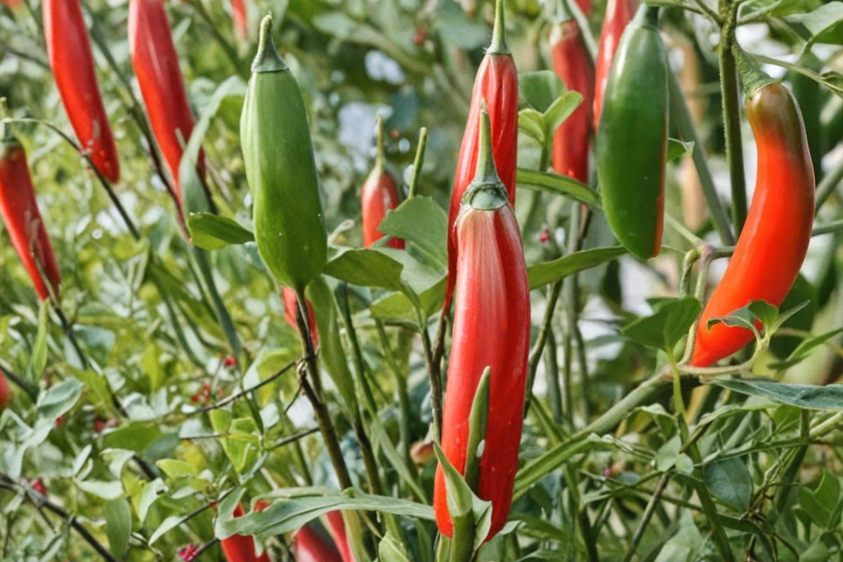 Serrano Pepper Seeds – Capsicum annuum – Spicy Hot Chili for Salsa & Cooking, Green to Red Fruit, Vegetable Garden Seed