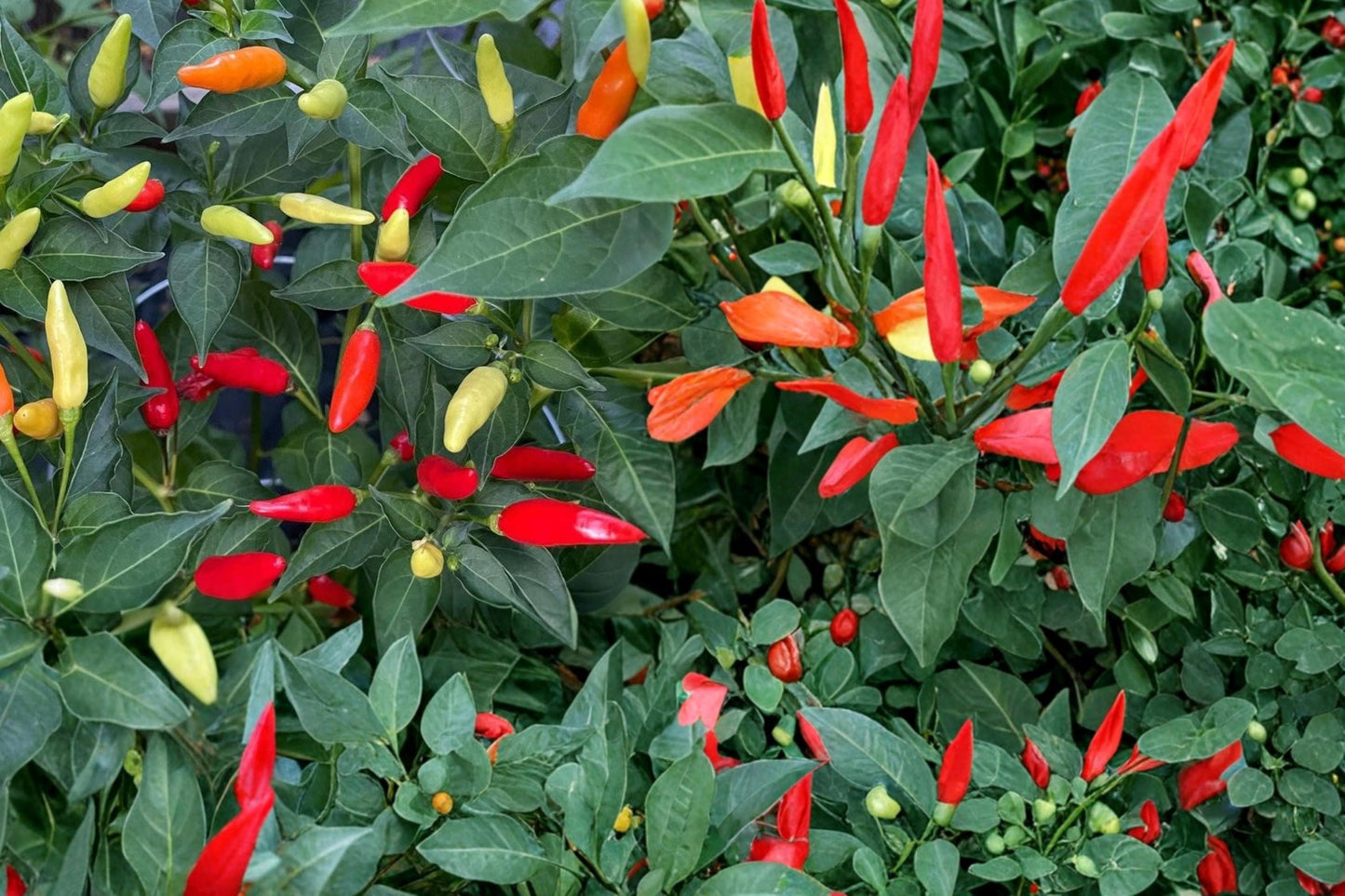 Tabasco Pepper Seeds – Capsicum frutescens – Spicy Hot Chili for Sauces & Cooking